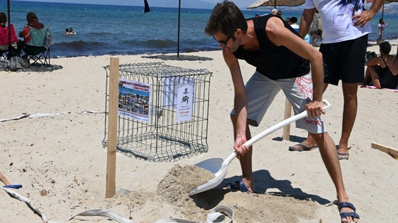 Deniz kaplumbağaları Kuşadası'nda: Yavrular için nöbet var