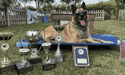 AKUT’un kahraman köpeği Bob hayatını kaybetti