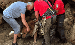 Fethiye'de mahsur kalan köpek kurtarıldı