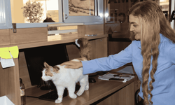 Amasya Adliyesi’nin 9 yıllık maskotu: Kedi ‘Adalet’