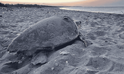 Caretta carettalar yılın ilk yuvalarını kurdu