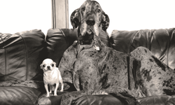 Dünyanın en büyük ve en küçük köpekleri Amerika'da bir araya geldi