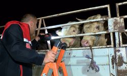 Kurbanlık sevki başladı: İstanbul’a giriş yapan hayvanlar sıkı denetimden geçiyor