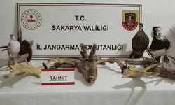 Sakarya’da egzotik hayvan operasyonu