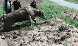 Kırıkkale’de çamura batan inek kurtarıldı