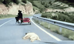 Kahramanmaraş’ta köpeğe işkenceye gözaltı