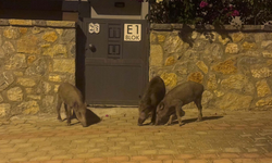 Muğla’da yaz gelirken yaban domuzu alarmı: Sert tedbirler geldi!
