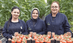 Jeotermal enerjiyle çalışan cam serada domates ihracatı başladı