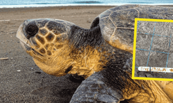 Dalyan Kumsalı'nda yılın ilk caretta caretta yuvası tespit edildi