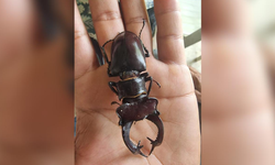 Bu böceği öldürene 557 bin lira ceza!