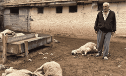 Kırıkkale’de kurtların saldırısında 18 koyun telef oldu