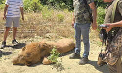 Antalya'da kaçan aslan Zeus vuruldu