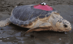 Caretta ‘Tuba’ yıllar sonra yuva için Dalyan’a döndü