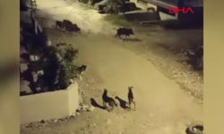 Hatay'da mahalleye gece baskını: Yaban domuzları sokakta!