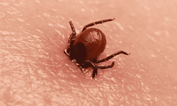 Kene uyarısı: KKKA yayılıyor, Lyme riski de var!