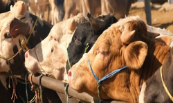Kurban Bayramı sonrası şap alarmı: Uzmanlar uyardı!