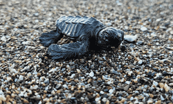 Caretta caretta yavruları Belek kumsallarında denizle buluşuyor