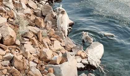 Nemrut Krater Gölü’nde bozayılar serinledi