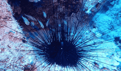 Ege Denizi'ndeki tehlike; uzun dikenli deniz kestanesi