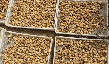 İzmir’de incir hasadı başladı: 5 ilçede 7 bin 500 kerevet dağıtıldı