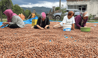 Ordu’da üreticiler harmanda fındık kurutma mesaisine başladı
