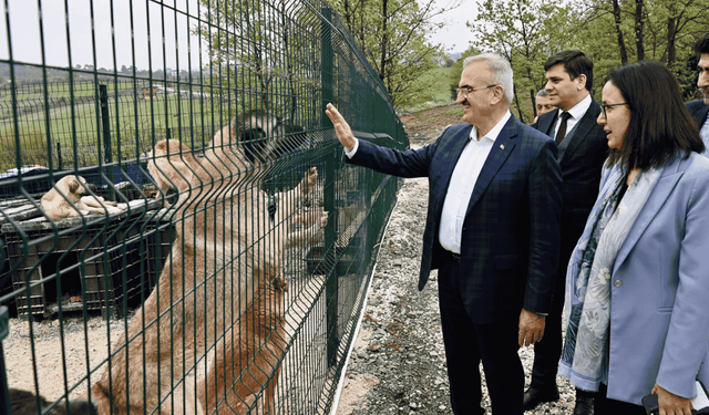 İçişleri Bakanlığı'ndan 51 ilde sokak hayvanları için doğal yaşam alanı projesi