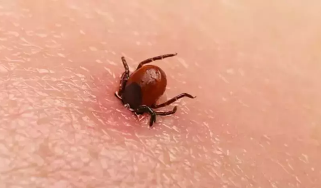 Kene Kayseri'de aynı mahallede 3. defa can aldı!