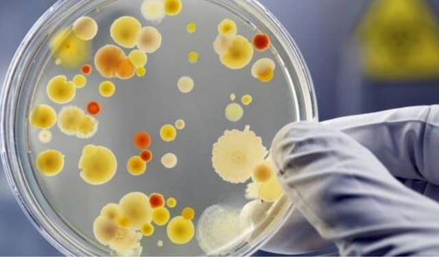 Antibiyotiğe dirençli bakteri 11 Avrupa ülkesine yayıldı