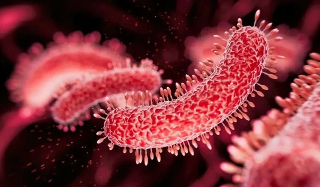 Et yiyen bakteri Vibrio vulnificus geri döndü!