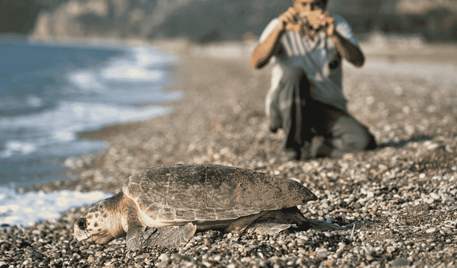 Çıralı’da caretta carettalar için örnek seferberlik