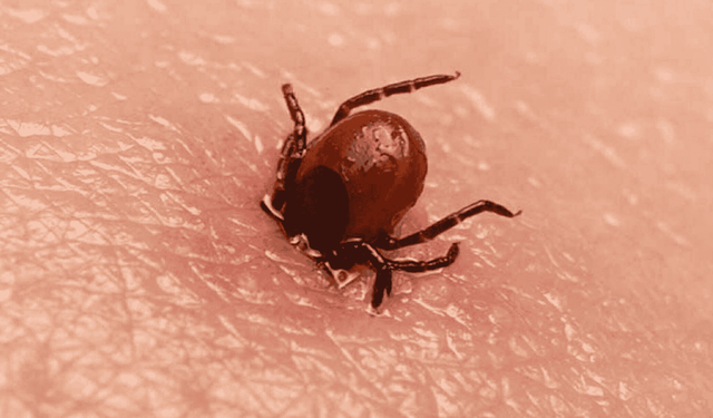Kene uyarısı: KKKA yayılıyor, Lyme riski de var!