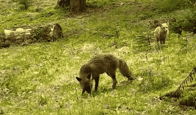 Bursa’da kızıl tilki ve yavrusu fotokapanda