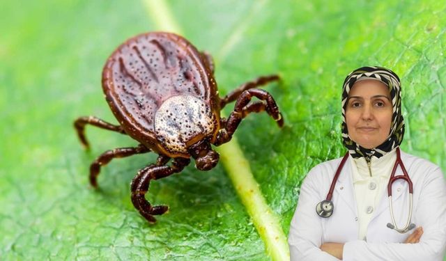 Kene ısırığı sessiz tehdit: 48 saatte ölümcül olabilir!