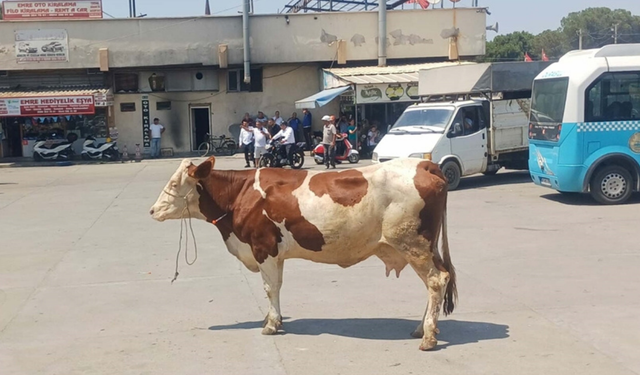 İnek kaçtı, Salihli Otogarı savaş alanına döndü