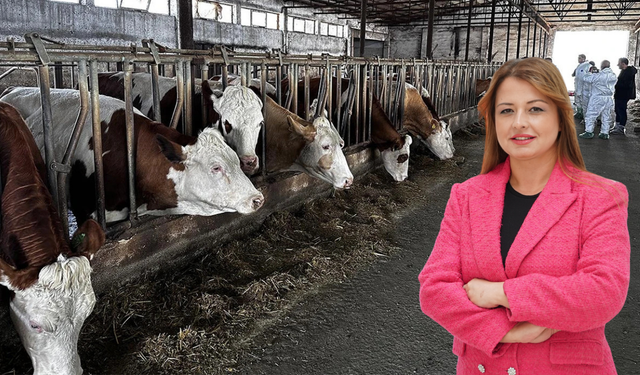 Şap hastalığına karşı alarm: Aşılama şart!
