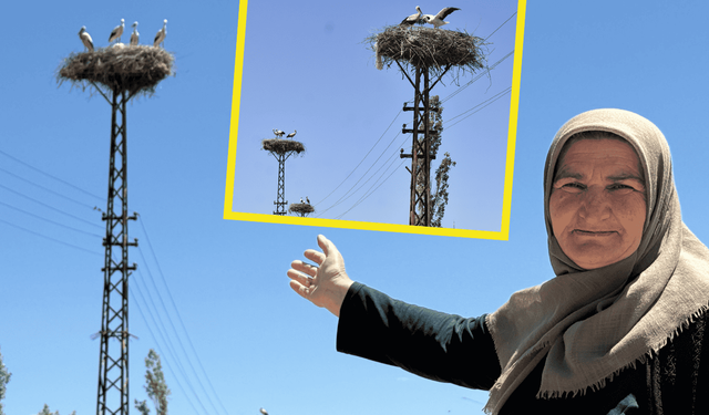 Sivas Hafik'te leylekler 20 yıldır aynı yere konuk oluyor