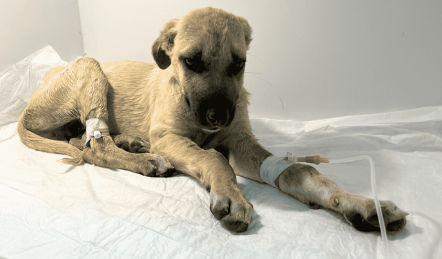 Sivas'ta yavru köpeğe sopayla şiddet: Hayati riski sürüyor, hayvanseverler cezayı yetersiz buldu
