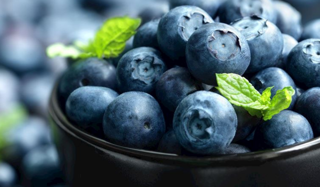5 tonluk yaban mersini toplatıldı! Ölümcül bakteri şüphesi
