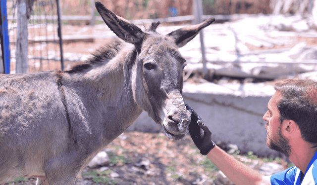 Yangında yaralı kurtulan hayvanlar Bursa'da can buluyor