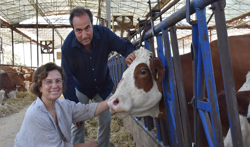 İzmirli veteriner çift, buzağılara eş, dost ve akraba isimleri veriyor