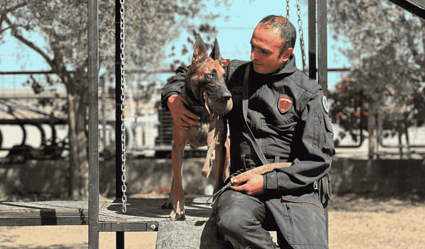 'Afet ve acil kurtarma' köpekleri göreve hazır